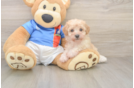Poochon Pup Being Cute