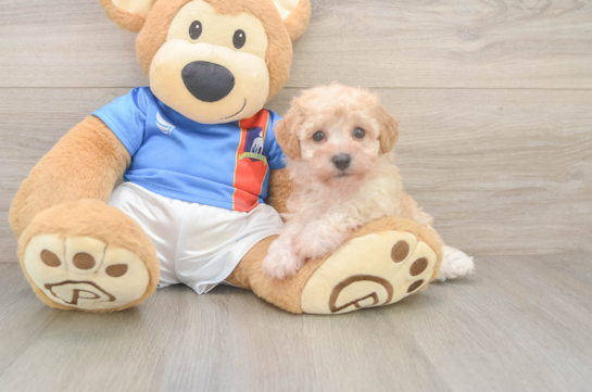 Poochon Pup Being Cute