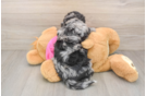 Poochon Puppy for Adoption