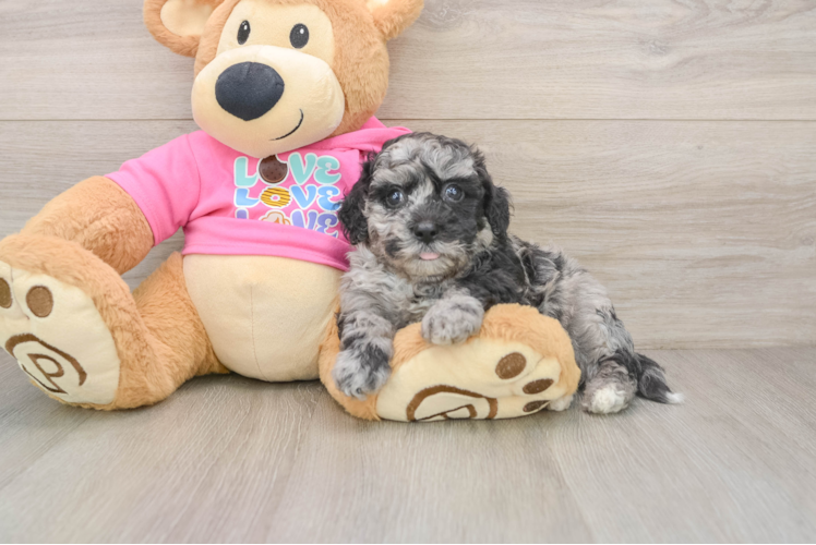 Small Poochon Baby