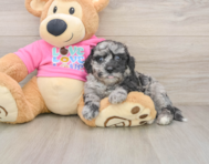 6 week old Poochon Puppy For Sale - Premier Pups
