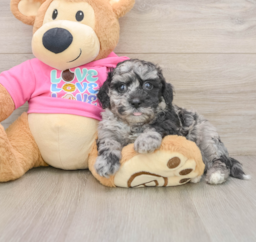 9 week old Poochon Puppy For Sale - Premier Pups