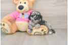 Small Poochon Baby