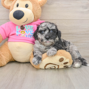 Small Poochon Baby