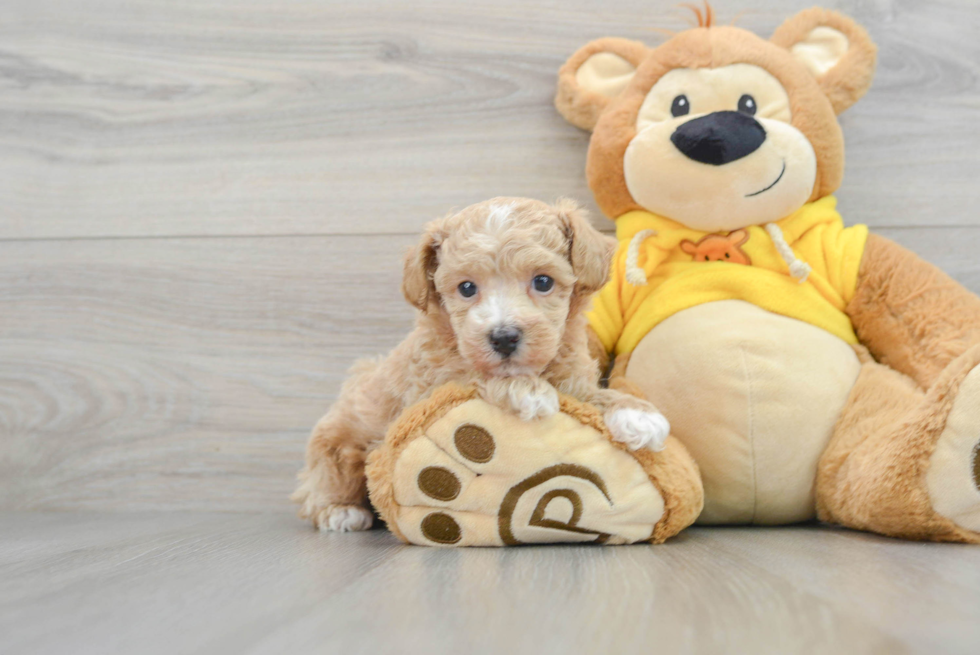 Poochon Puppy for Adoption