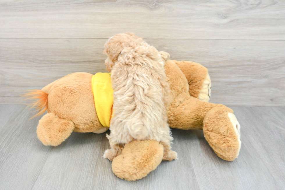 Petite Poochon Poodle Mix Pup