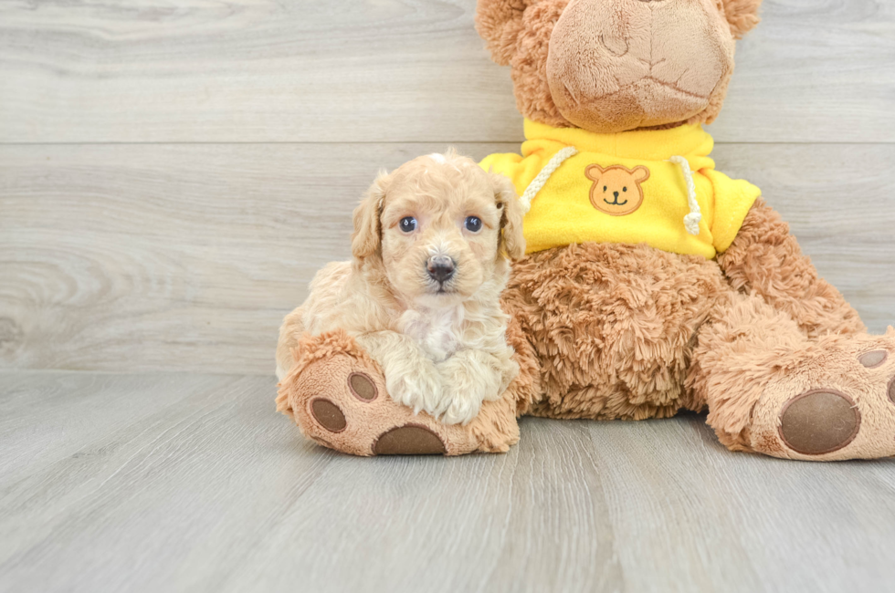 5 week old Poochon Puppy For Sale - Premier Pups