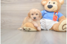 Best Poochon Baby
