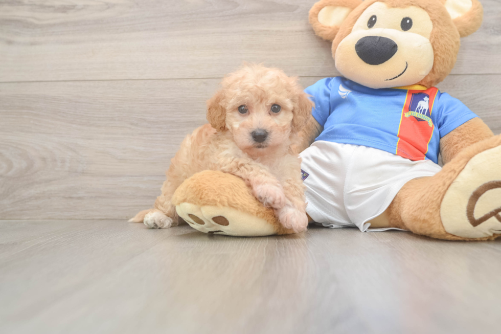 Best Poochon Baby