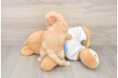 Best Poochon Baby