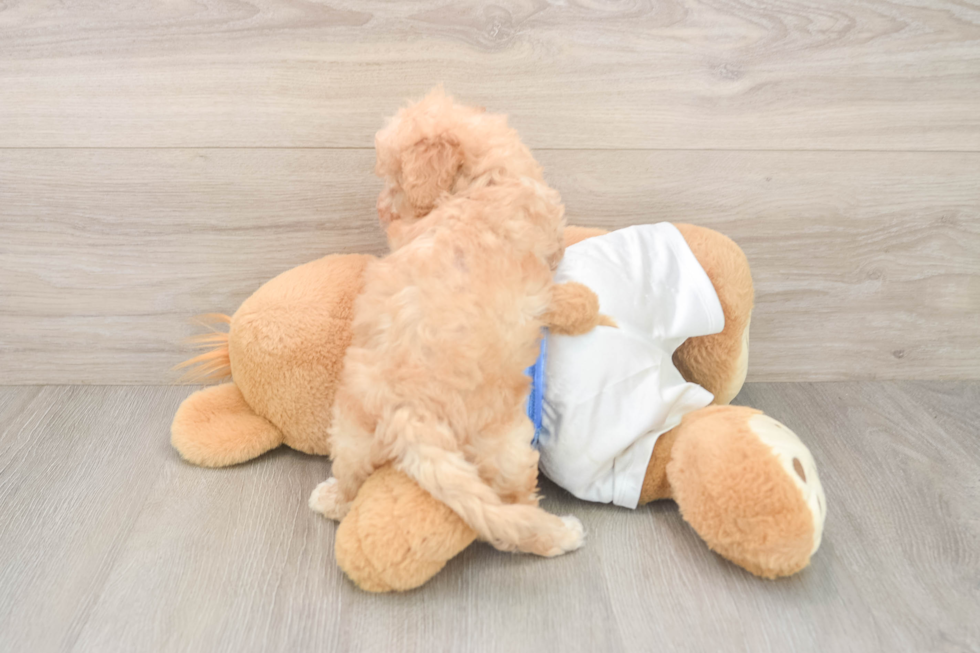 Best Poochon Baby