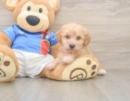 8 week old Poochon Puppy For Sale - Premier Pups