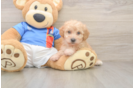 Friendly Poochon Baby