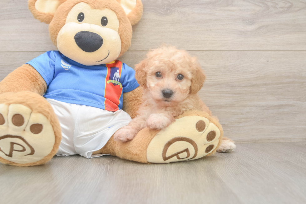 Friendly Poochon Baby
