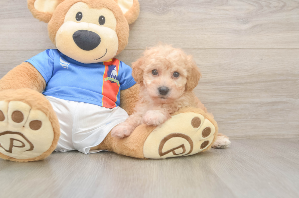 5 week old Poochon Puppy For Sale - Premier Pups