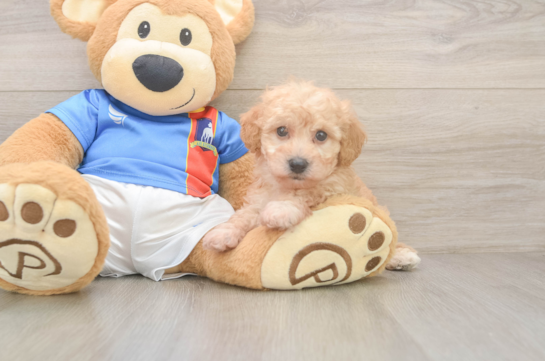Friendly Poochon Baby