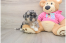 Poochon Pup Being Cute