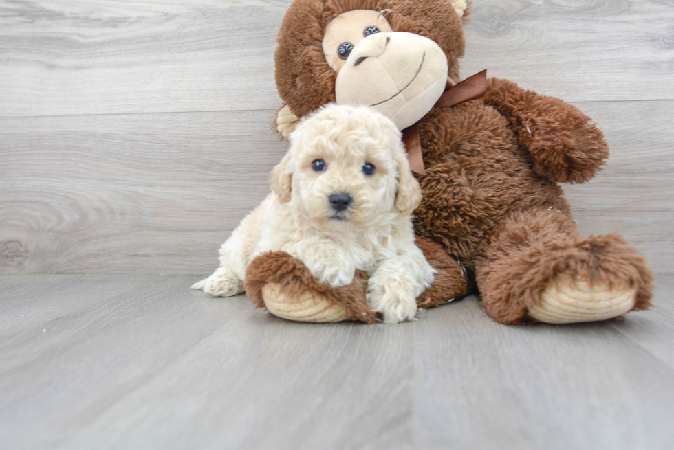 Best Poochon Baby