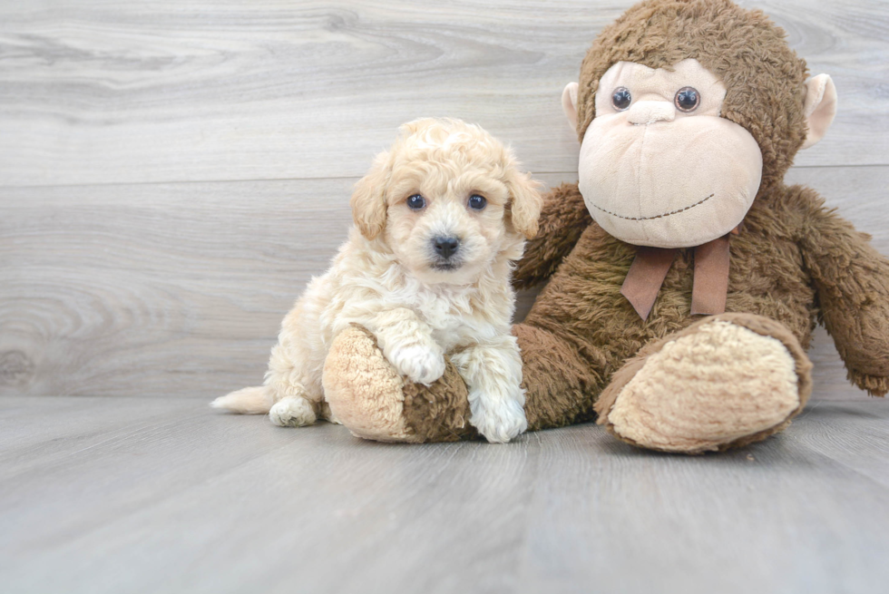 Cute Poochon Baby