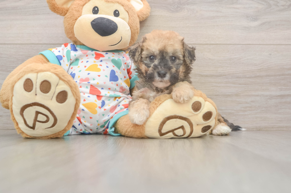5 week old Poochon Puppy For Sale - Premier Pups