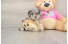 Fluffy Poochon Poodle Mix Pup