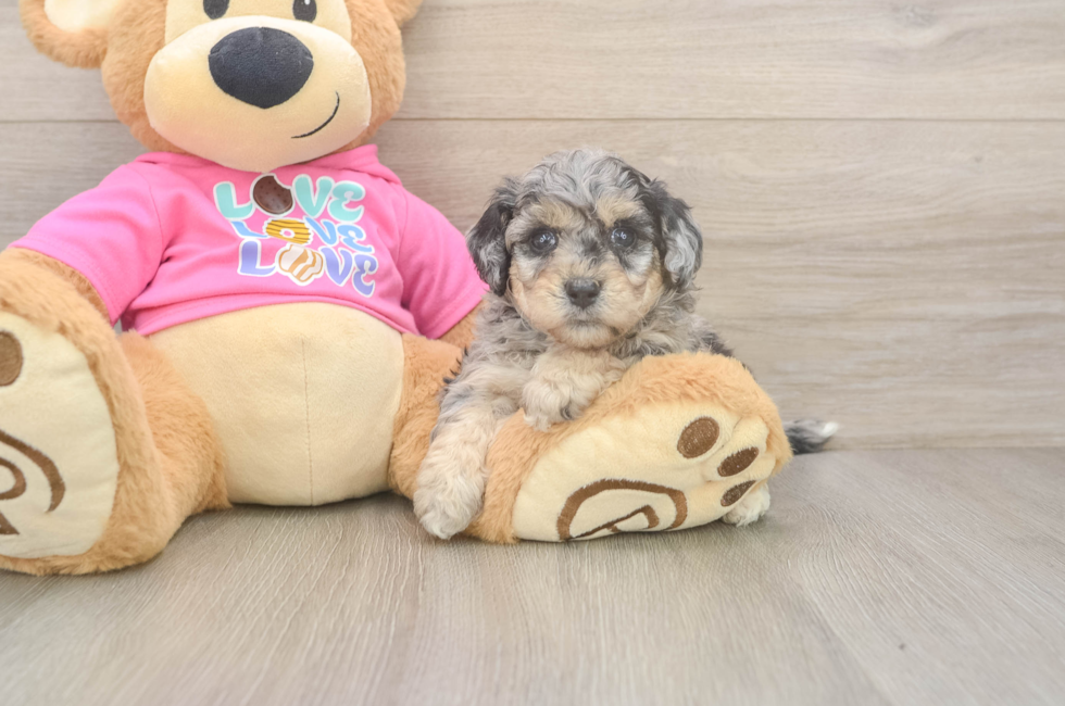 5 week old Poochon Puppy For Sale - Premier Pups