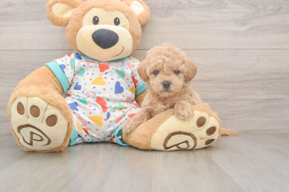 5 week old Poochon Puppy For Sale - Premier Pups