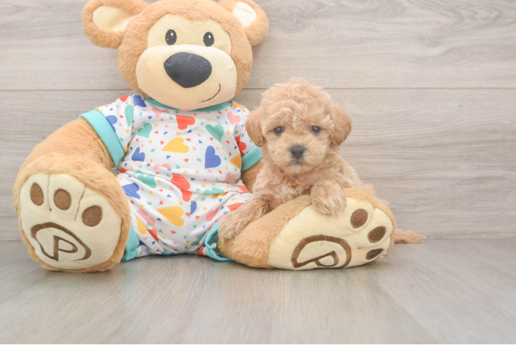 Meet Lace - our Poochon Puppy Photo  1/3 - Premier Pups Small Poochon Baby