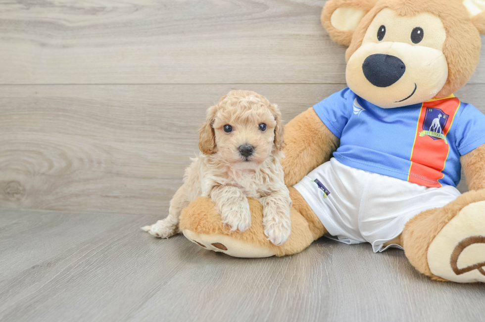 6 week old Poochon Puppy For Sale - Premier Pups