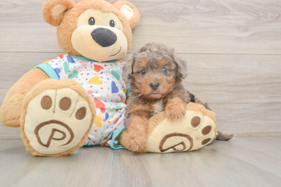 5 week old Poochon Puppy For Sale - Premier Pups