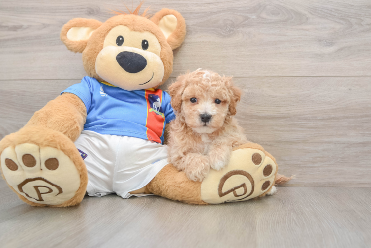 Poochon Puppy for Adoption