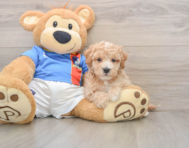 5 week old Poochon Puppy For Sale - Premier Pups