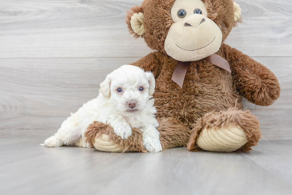 Best Poochon Baby