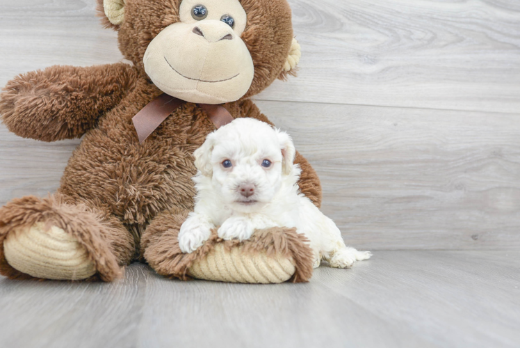 Fluffy Poochon Poodle Mix Pup