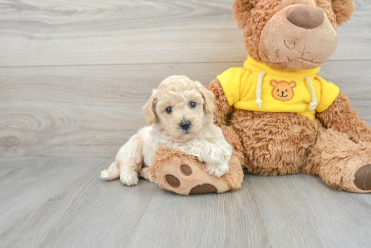 Poochon Pup Being Cute