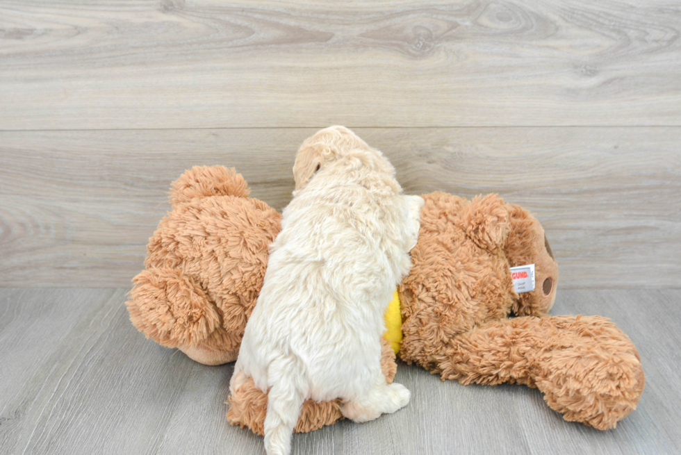 Poochon Puppy for Adoption