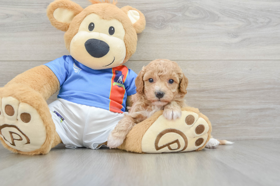 6 week old Poochon Puppy For Sale - Premier Pups