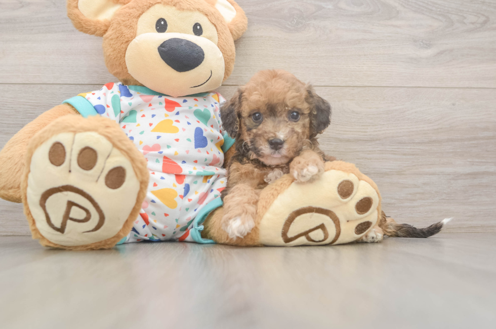 5 week old Poochon Puppy For Sale - Premier Pups