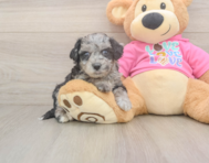 6 week old Poochon Puppy For Sale - Premier Pups