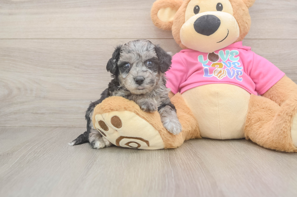 5 week old Poochon Puppy For Sale - Premier Pups