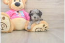 Best Poochon Baby
