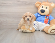 5 week old Poochon Puppy For Sale - Premier Pups