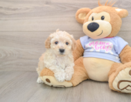 5 week old Poochon Puppy For Sale - Premier Pups