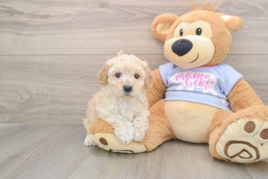 Poochon Puppy for Adoption