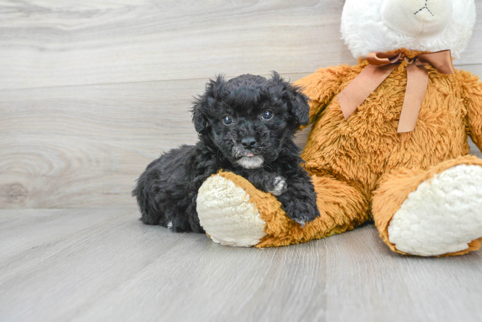 Poochon Puppy for Adoption