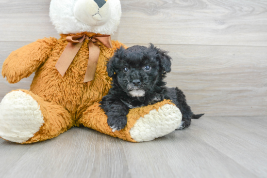 Poochon Puppy for Adoption