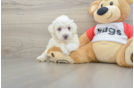 Poochon Pup Being Cute