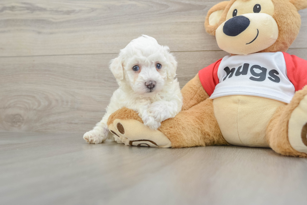 Poochon Pup Being Cute