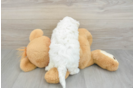 Fluffy Poochon Poodle Mix Pup