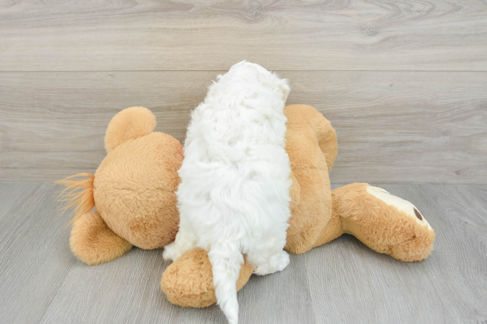 Fluffy Poochon Poodle Mix Pup